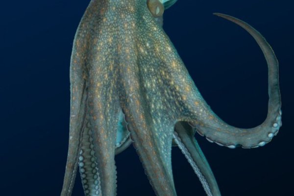 Kraken dark