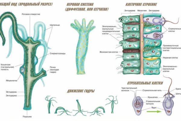 Kraken 24at