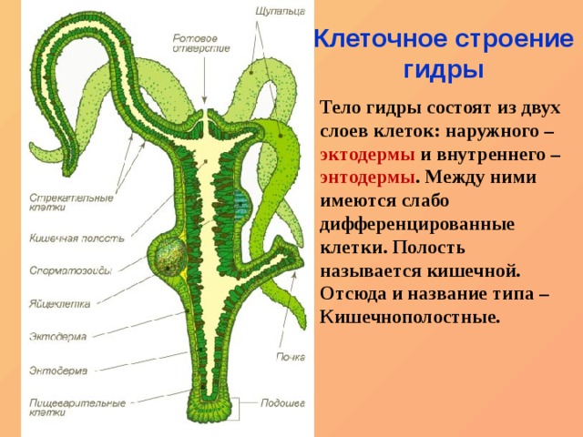 Кракен ссылка 2025